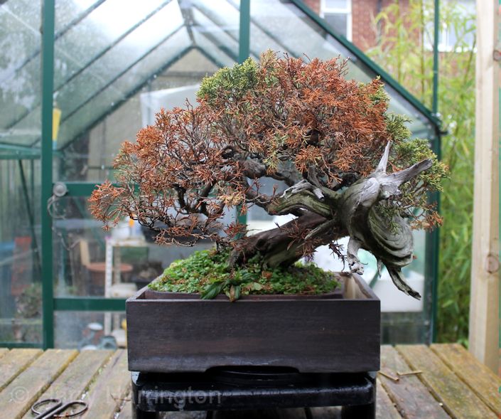 itoigawa bonsai